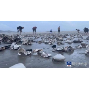 台风“送来”生蚝？今天，深圳一海滩惊现大量海鲜 